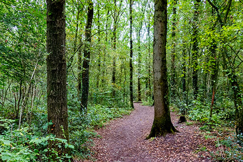 Quintusbos / Appelbergen Noordlaaderbos