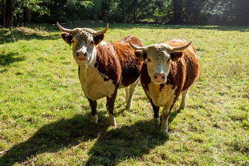 Quintusbos / Appelbergen Noordlaaderbos